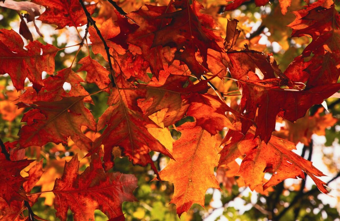 Herbstvorsätze